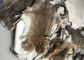 La pelliccia abbronzata della pelle del coniglio di Rex dell'erba ha personalizzato la dimensione per gli accessori/abbigliamento fornitore