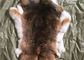 Pelliccia naturale del coniglio di Rex del cincillà, pellame tosato genuino molle del rivestimento della pelliccia del coniglio fornitore