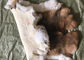 Colore naturale regolare 25*35cm di Brown della pelle del coniglio di Rex degli accessori del rivestimento del cappotto fornitore