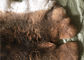 Lo scaldino grigio chiaro del collo della pelliccia del coniglio di Rex, coniglio reale di Rex colpisce la pelle per la coperta del piatto fornitore