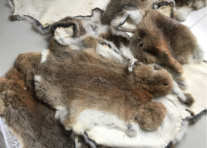 Capelli lanuginosi abbronzati amichevoli di Eco di Rex della pelle reale genuina del coniglio per il tessuto domestico