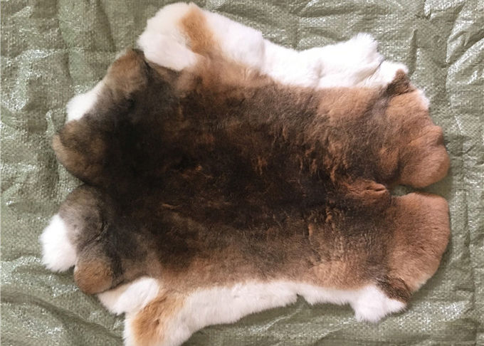 Pelliccia naturale del coniglio di Rex del cincillà, pellame tosato genuino molle del rivestimento della pelliccia del coniglio