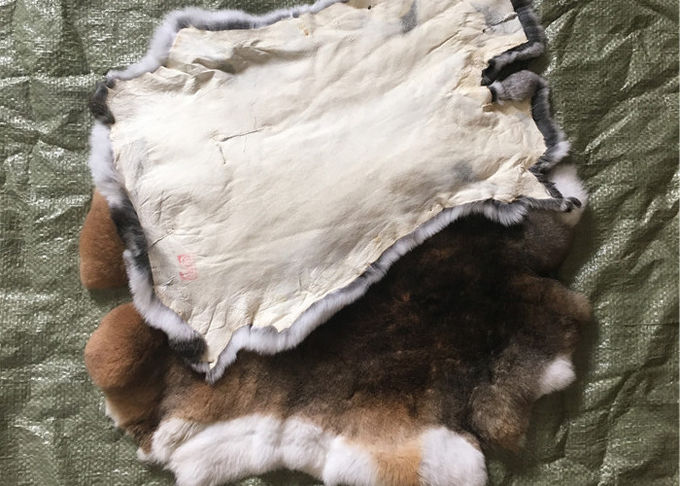 Pelle abbronzata amichevole del coniglio di Eco Rex 1.5-3 lunghezze della pelliccia di cm per il tessuto/cuscini domestici
