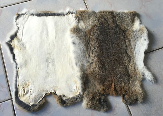Pelle abbronzata reale del coniglio dello SGS Rex con progettazione di inverno di lunghezza dei capelli di 2-2.8cm