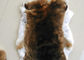 Uso tosato della pelliccia del coniglio, cuoii bianchi della pelliccia del coniglio dei capelli lanuginosi per l'indumento fornitore